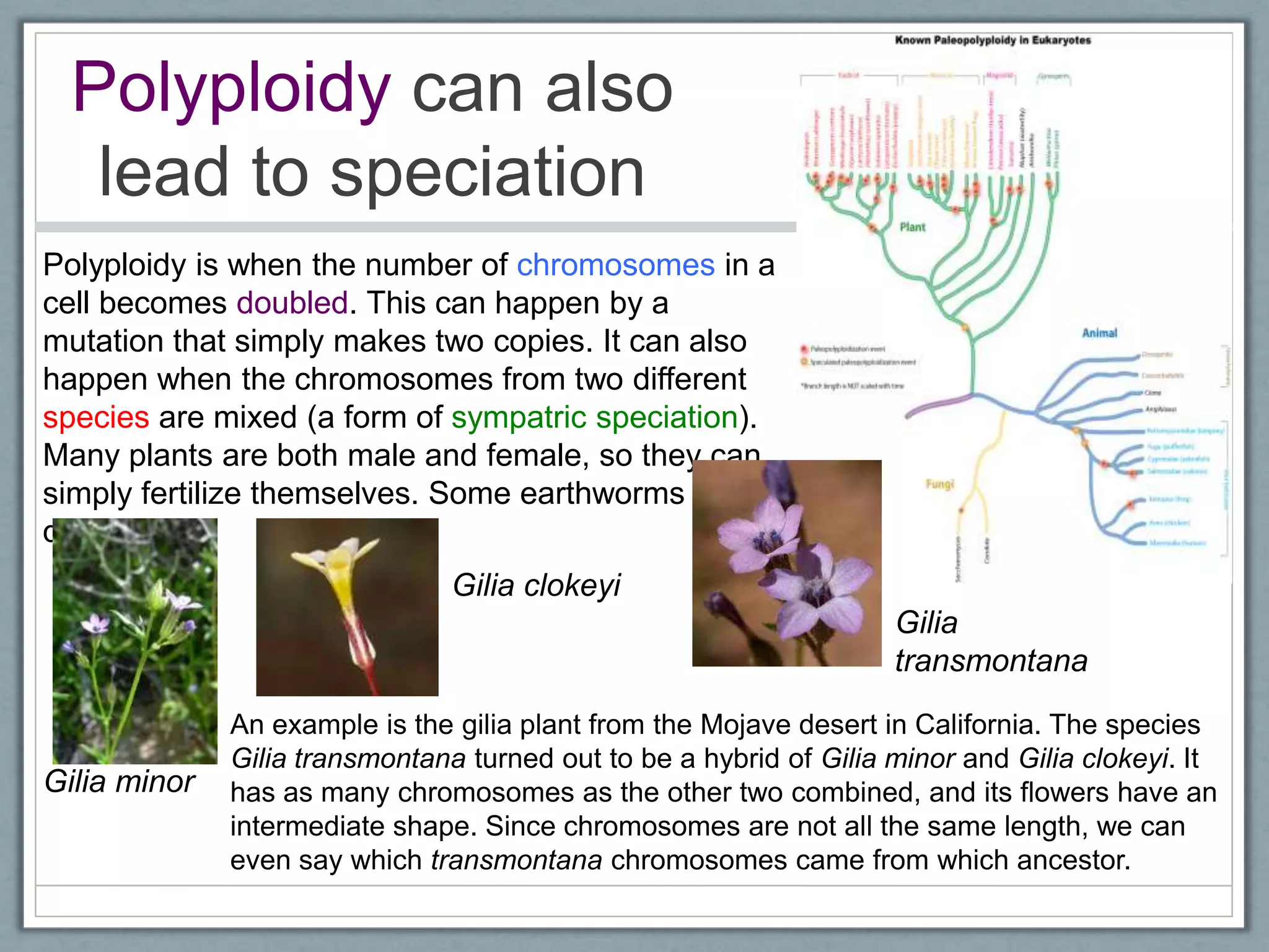 Polyploidy can also
lead to speciation
Polyploidy is when the number of chromosomes in a
cell becomes doubled. This can happen by a
mutation that simply makes two copies. It can also
happen when the chromosomes from two different
species are mixed (a form of sympatric speciation).
Many plants are both male and female, so they can
simply fertilize themselves. Some earthworms can
do this too.
An example is the gilia plant from the Mojave desert in California. The species
Gilia transmontana turned out to be a hybrid of Gilia minor and Gilia clokeyi. It
has as many chromosomes as the other two combined, and its flowers have an
intermediate shape. Since chromosomes are not all the same length, we can
even say which transmontana chromosomes came from which ancestor.
Gilia
transmontana
Gilia minor
Gilia clokeyi
 