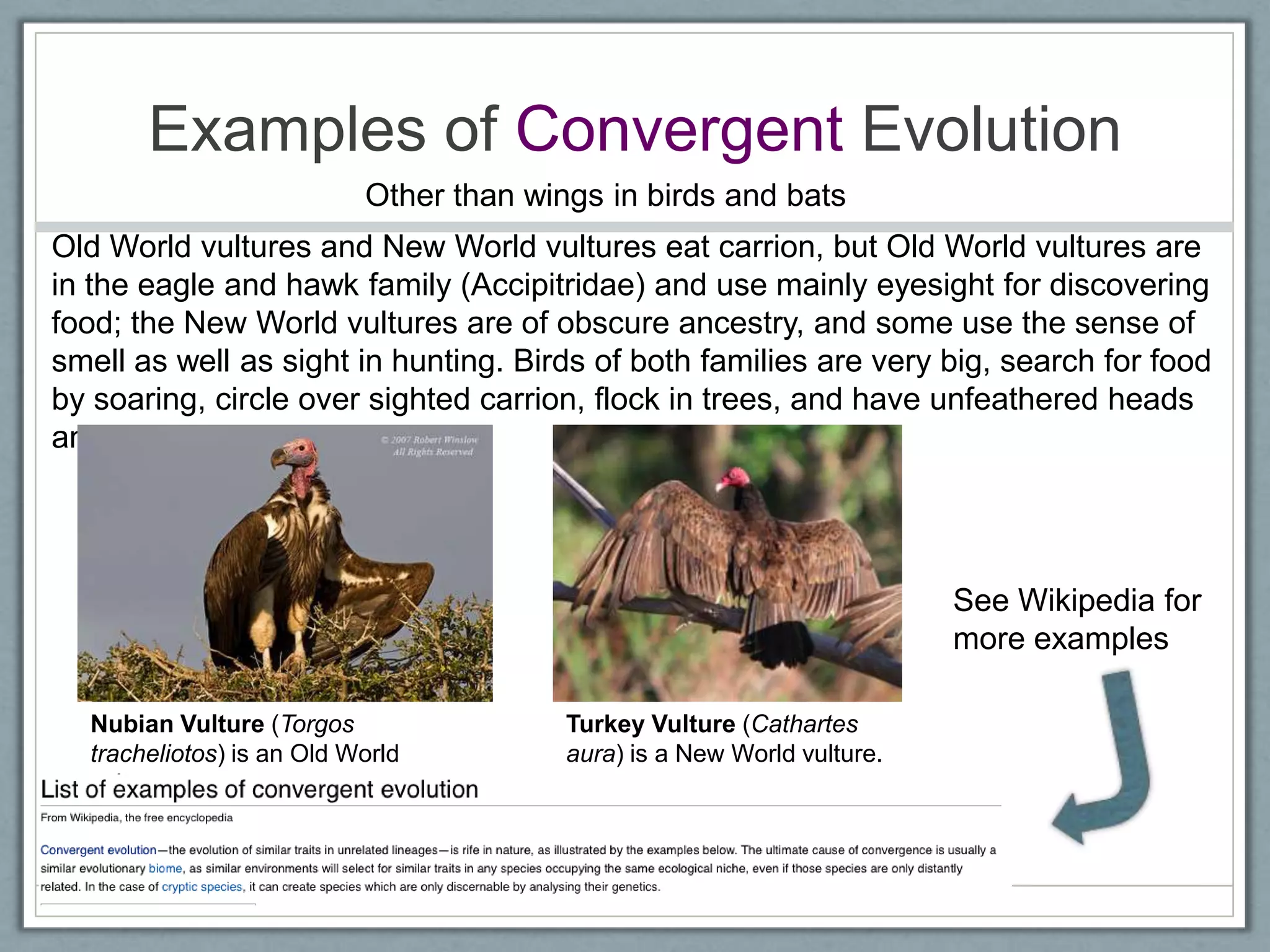 Examples of Convergent Evolution
Old World vultures and New World vultures eat carrion, but Old World vultures are
in the eagle and hawk family (Accipitridae) and use mainly eyesight for discovering
food; the New World vultures are of obscure ancestry, and some use the sense of
smell as well as sight in hunting. Birds of both families are very big, search for food
by soaring, circle over sighted carrion, flock in trees, and have unfeathered heads
and necks.
Nubian Vulture (Torgos
tracheliotos) is an Old World
vulture
Turkey Vulture (Cathartes
aura) is a New World vulture.
See Wikipedia for
more examples
Other than wings in birds and bats
 