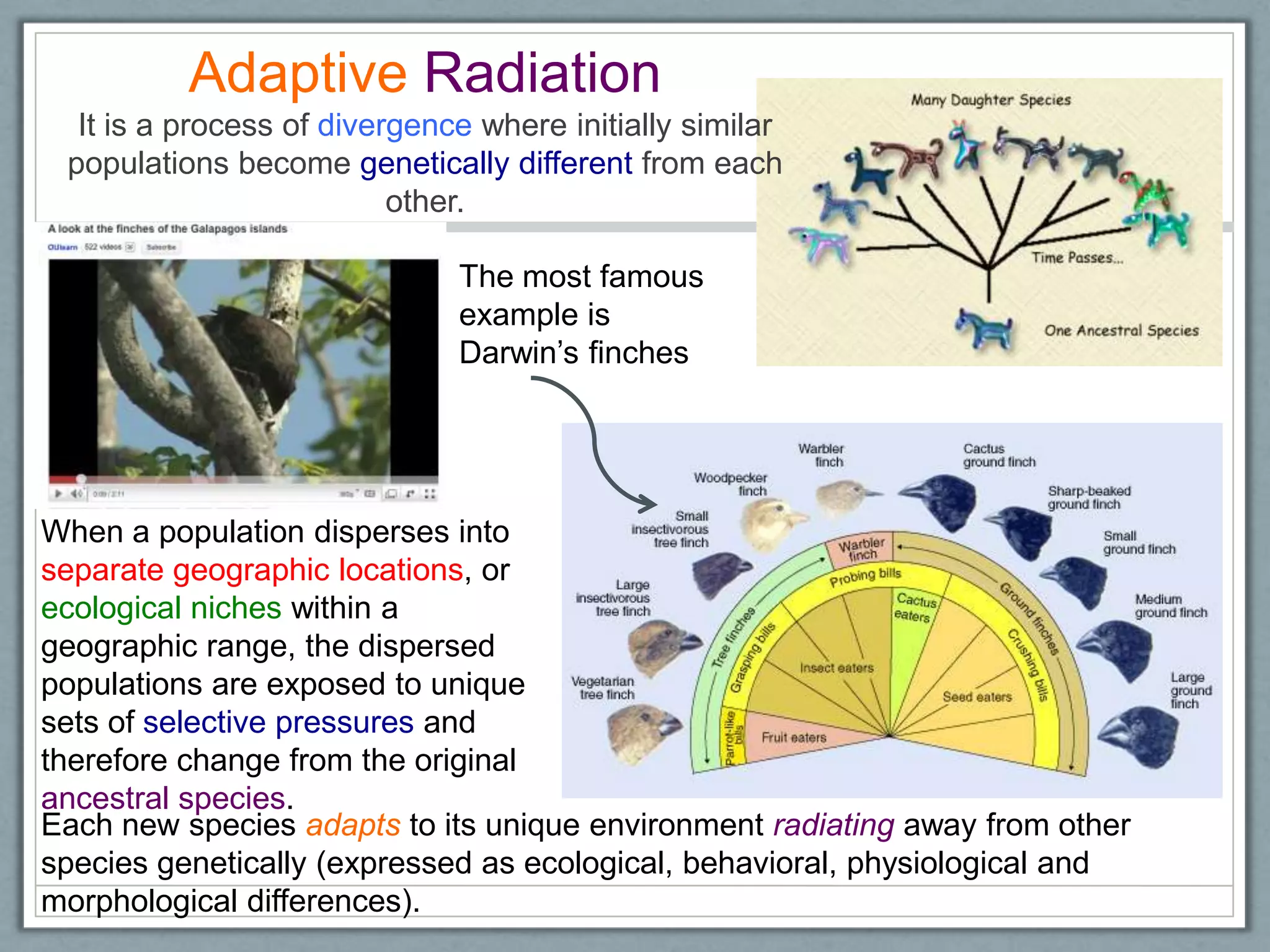 Adaptive Radiation
It is a process of divergence where initially similar
populations become genetically different from each
other.
When a population disperses into
separate geographic locations, or
ecological niches within a
geographic range, the dispersed
populations are exposed to unique
sets of selective pressures and
therefore change from the original
ancestral species.
The most famous
example is
Darwin‘s finches
Each new species adapts to its unique environment radiating away from other
species genetically (expressed as ecological, behavioral, physiological and
morphological differences).
 