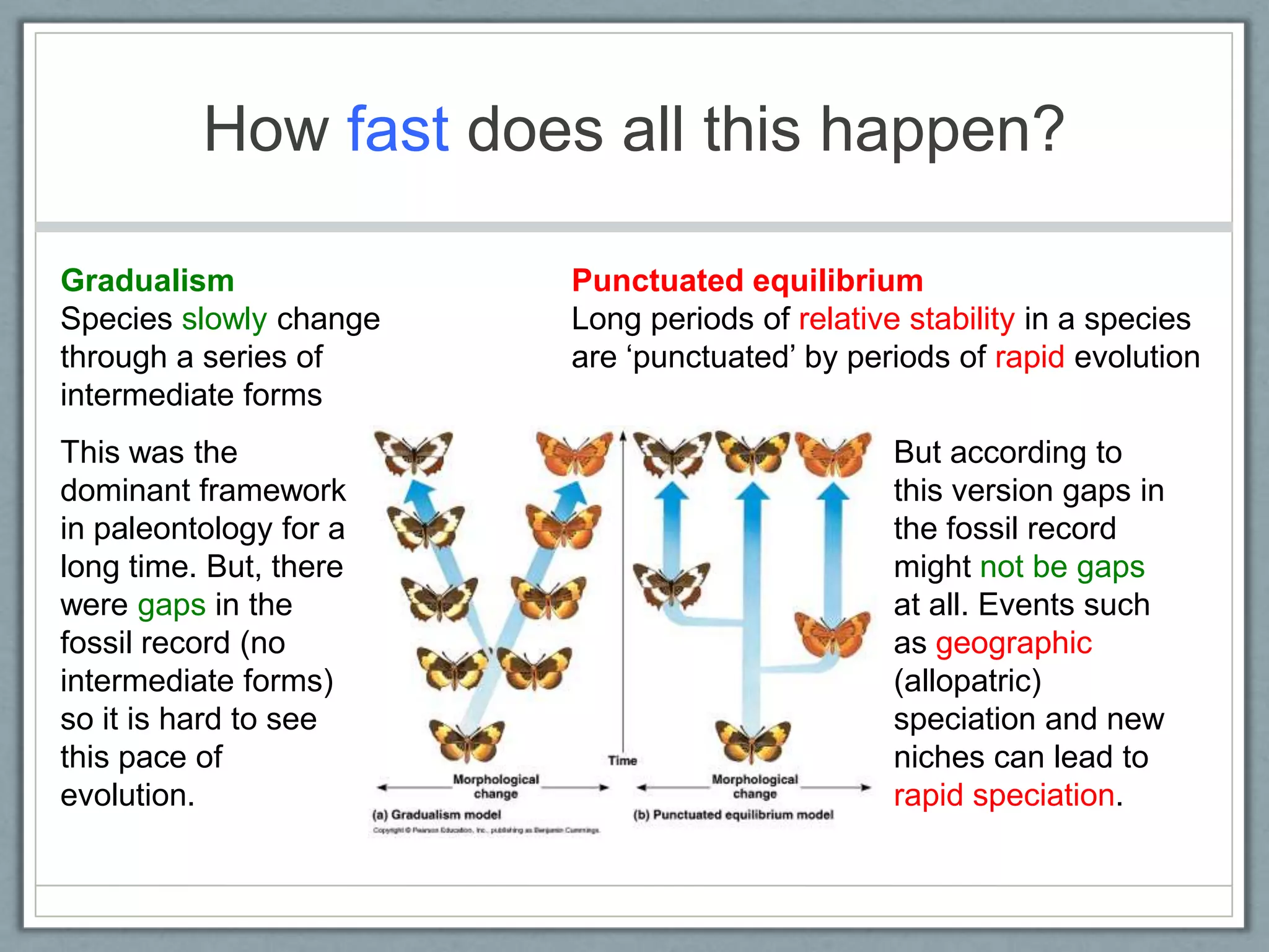 How fast does all this happen?
Gradualism
Species slowly change
through a series of
intermediate forms
Punctuated equilibrium
Long periods of relative stability in a species
are ‗punctuated‘ by periods of rapid evolution
This was the
dominant framework
in paleontology for a
long time. But, there
were gaps in the
fossil record (no
intermediate forms)
so it is hard to see
this pace of
evolution.
But according to
this version gaps in
the fossil record
might not be gaps
at all. Events such
as geographic
(allopatric)
speciation and new
niches can lead to
rapid speciation.
 
