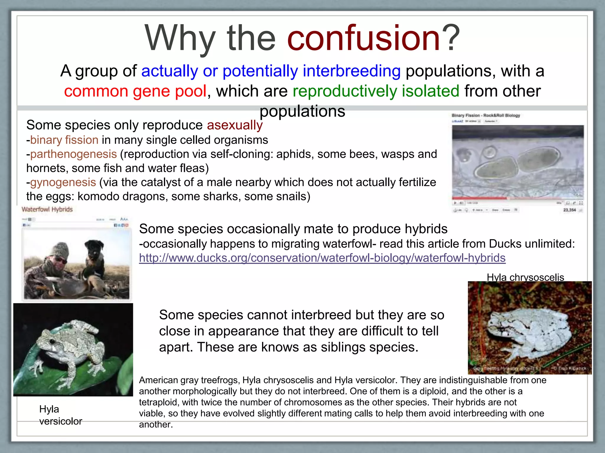 Why the confusion?
A group of actually or potentially interbreeding populations, with a
common gene pool, which are reproductively isolated from other
populations
Some species cannot interbreed but they are so
close in appearance that they are difficult to tell
apart. These are knows as siblings species.
Some species only reproduce asexually
-binary fission in many single celled organisms
-parthenogenesis (reproduction via self-cloning: aphids, some bees, wasps and
hornets, some fish and water fleas)
-gynogenesis (via the catalyst of a male nearby which does not actually fertilize
the eggs: komodo dragons, some sharks, some snails)
Some species occasionally mate to produce hybrids
-occasionally happens to migrating waterfowl- read this article from Ducks unlimited:
http://www.ducks.org/conservation/waterfowl-biology/waterfowl-hybrids
American gray treefrogs, Hyla chrysoscelis and Hyla versicolor. They are indistinguishable from one
another morphologically but they do not interbreed. One of them is a diploid, and the other is a
tetraploid, with twice the number of chromosomes as the other species. Their hybrids are not
viable, so they have evolved slightly different mating calls to help them avoid interbreeding with one
another.
Hyla
versicolor
Hyla chrysoscelis
 