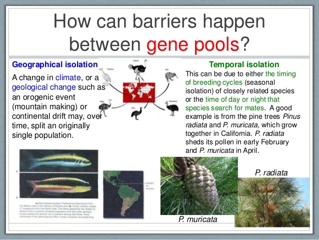 D2 species and speciation