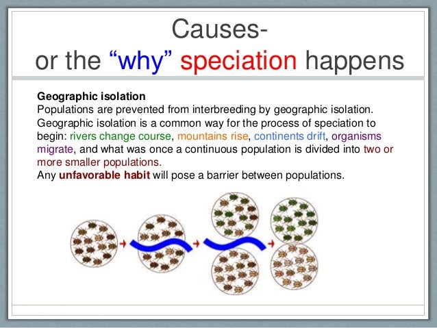 Why does geographic isolation cause speciation?