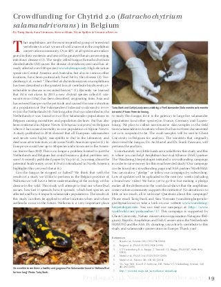 FrogLog 23 (4), Number 116 (October 2015) | 19
T
hat amphibians are the most imperilled group of terrestrial
vertebrates is a fact we are all well aware of in the amphibian
conservation community. Over 40% of all species are endan-
gered in their existence and one of the greatest threats are emerging
infectious diseases (1). The single celled fungus Batrachochytrium
dendrobatidis (Bd) causes the disease chytridiomycosis and has al-
ready affected over 500 species (www.bd-maps.net). High elevation
species in Central America and Australia, but also in various other
locations, have been particularly hard hit by this disease (2). Vre-
denburg et al., noted: “The effect of chytridiomycosis on amphibians
has been described as the greatest loss of vertebrate biodiversity at-
tributable to disease in recorded history” (3). Recently we learned
that Bd is not alone. In 2013 a new chytrid species called B. sala-
mandrivorans (Bsal) has been described, originating from Asia and
has entered Europe via the pet trade and caused the near extinction
of a population of Fire Salamanders (Salamandra salamandra terres-
tris) in the Netherlands (4). Not long after Bsal was identified in the
Netherlands it was found in two Fire Salamander populations in
Belgium causing mortalities and population declines. Bsal has also
been confirmed in Alpine Newts (Ichthyosaura alpestris) in Belgium
where it has caused mortality in one population of Alpine Newts.
A study published in 2014 showed that all European salamanders
and newts were highly susceptible to Bsal in the laboratory and
died soon after infection, as do some North American species (5). In
Europe we could lose up to 44 species and even more in the Ameri-
cas (more than 300)! This is no longer a problem limited to just the
Netherlands and Belgium but could become a global problem very
soon! A recently published paper by Yap (et al.,) warning about the
potential biodiversity crisis if Bsal is introduced in North America
highlights this very real threat (6).
Can the fungus be stopped or halted? We think that with the
results of a study we’d like to perform in the Belgian province of
Wallonia we will have a better understanding of the ecology of this
disease in the wild. This study will attempt to find out where Bsal
occurs, how fast it spreads, how it spreads, which host species are
affected and how it impacts salamander populations. The results of
this study can then be applied to other locations when and where
outbreaks occur in the future. Wallonia is a very important place
to study this fungus for it is the gateway to large fire salamander
populations (and other species) in France, Germany and Luxem-
bourg. We plan to collect non-invasive skin samples in the field
from salamanders in locations where Bsal has not been documented
yet or is suspected to be. The swab samples will be sent to Ghent
University in Belgium for analysis. The scientists that originally
discovered the fungus, Dr. An Martel and Dr. Frank Pasmans, will
perform the analysis.
Unfortunately very little funds are available for this study and this
is where you can help! Amphibian Survival Alliance (ASA) partner
The Wandering Herpetologist initiated a crowdfunding campaign
in order to raise money for this much needed study! Our campaign
can be found on crowdfunding page and ASA partner WorthWild.
You can make a “pledge” or follow our campaign by subscribing.
Lots of updates will be uploaded in the next few weeks including
a brand new video! We have yet to go live but making a pledge
makes all the difference in the world and shows that the amphibian
conservation community supports this initiative! No donation is to
little or too much, all is welcome! Questions about this campaign?
Please email Tariq Stark and Sara Viernum (wanderingherpetolo-
gist@gmail.com) or take a look on our website www.wandering-
herpetologist.com. You can find our campaign at: http://www.
worthwild.com/prelaunches/17. This campaign is supported by
Ghent University, Nature conservation organization Natagora (Bel-
gium), Reptile, Amphibian and Fish Conservation the Netherlands
(RAVON) and the ASA. By donating you actively contribute to this
study and salamander conservation in Europe. Thank you!
References:
1.	 Stuart et al., Science 306, 1783-1786 (2004).
2.	 Berger et al., PNAS 95, 9031-9036 (1998).
3.	 V.T. Vredenburg, R.A. Knapp, T. Tunstall, C.J. Briggs, PNAS 107, 9689-9694
(2010).
4.	 Martel et al., PNAS 110, 15325-15329 (2013).
5.	 Martel et al., Science 346, 630-631 (2014)
6.	 T.A. Yap, M.K. Koo, R.F. Ambrose, D.B. Wake, V.T. Vredenburg, Science, 349,
481-482 (2015).
7.	 http://www.bd-maps.net/surveillance/default.asp
Crowdfunding for Chytrid 2.0 (Batrachochytrium
salamandrivorans) in Belgium
By Tariq Stark, Sara Viernum, Steven Allain, Myra Spiller & Veronica Reeves
How we like to see them: a healthy and gorgeous Fire Salamander found in Wallonia! But
for how long? Photo: Tariq Stark.
Tariq Stark and Carlijn Laurijssens swabbing a Fire Salamander (Salamandra salamandra
terrestris). Photo: Peter de Koning.
 