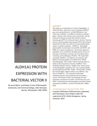 ALDH1A1 PROTEIN
EXPRESSION WITH
BACTERIAL VECTOR II
By Jason Morris and Antony Crane of Minneapolis
Community and Technical College, 1501 Hennepin
Avenue, Minneapolis, MN, 55403
ABSTRACT
This article is a continuation of a series of experiments in
which pET-Blue expression vector containing ALDH1A1
gene was transfected into E. coli BL21DE3pLysS and
selectively confirmed via antibiotic resistance on LB-agar
plates. Colonies with resistance were selected for scale-up
broth and incubated no longer than 20 hours without
inducing agent iPTG for increased mitotic division. Scale up
process started by adding inducing agent iPTG after desired
optical density (OD) was achieved via spectrophotometric
analysis to produce maximum ALDH1A1. Intracellular
protein pellet was later kept in lysis buffer with EDTA and
PMSF at cryogenic temperatures. This protein expression
experiment was continued by checking enzyme activity of
each pair of technicians’ proteins out of cryogenic freeze,
sonicating, and centrifuging cell debris. The supernatant
containing ALDH1A1 was kept for size exclusion (gel
filtration) chromatography to be followed by Affinity
Chromatography with a nickel column stationary phase to
further isolate the protein of interest ALDH1A1 from
interfering impurity proteins. Samples from various points
of chromatographic separation were ran on polyacrylamide
gel electrophoresis (PAGE). Finally a Western blot, dot blot,
and enzyme-linked immunosorbent assay (ELISA) were
done on ALDH1A1. The sonication step needed
troubleshooting for some technicians but was mainly a
success.The enzyme activity was promising for most
technicians, but inactive for others. The Western,dot, and
ELISA showed that the chromatographic procedures indeed
separated the ALDH1A1 protein as desired with a 50kDa
band.
Conducted April 7th-April 27th, 2015
In partial fulfillment of Biochemistry Laboratory
and Techniques Class Project under the
supervision of Dr. Rekha Ganaganur, spring
semester, 2015
 
