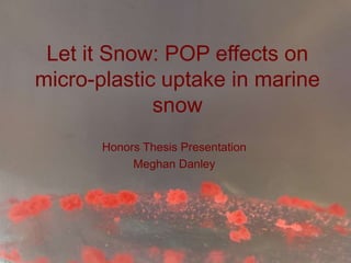 Let it Snow: POP effects on
micro-plastic uptake in marine
snow
Honors Thesis Presentation
Meghan Danley
 
