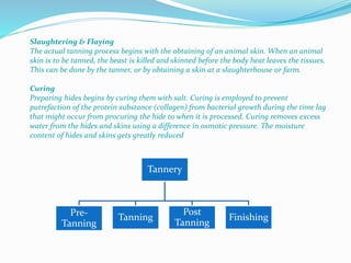 Slaughtering & Flaying
The actual tanning process begins with the obtaining of an animal skin. When an animal
skin is to be tanned, the beast is killed and skinned before the body heat leaves the tissues.
This can be done by the tanner, or by obtaining a skin at a slaughterhouse or farm.
Curing
Preparing hides begins by curing them with salt. Curing is employed to prevent
putrefaction of the protein substance (collagen) from bacterial growth during the time lag
that might occur from procuring the hide to when it is processed. Curing removes excess
water from the hides and skins using a difference in osmotic pressure. The moisture
content of hides and skins gets greatly reduced
Tannery
Pre-
Tanning
Tanning
Post
Tanning
Finishing
 