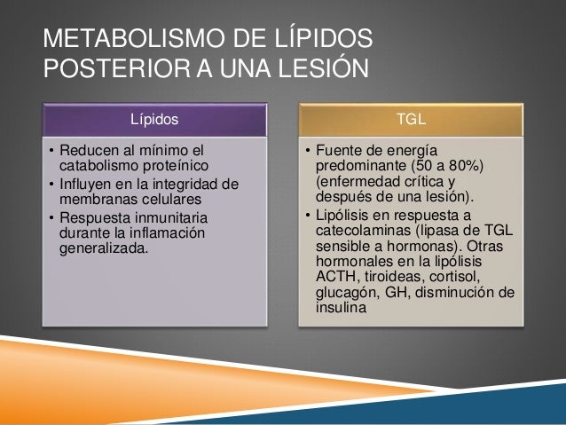 dieta adelgazar barriga y muslos dieta adelgazar barriga y muslos