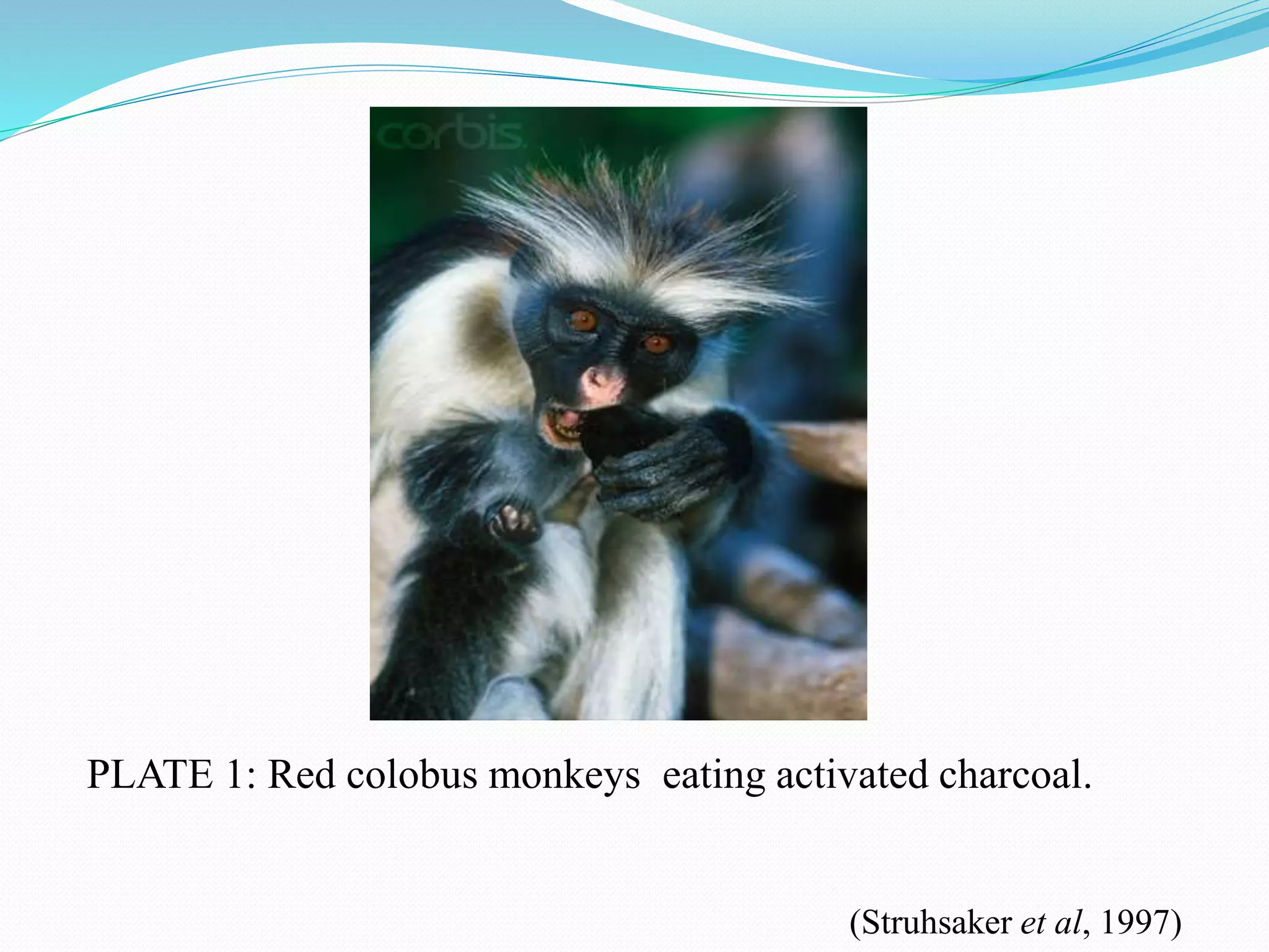 PLATE 1: Red colobus monkeys eating activated charcoal.
(Struhsaker et al, 1997)
 