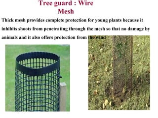 Tree Cmp Protection Tree sapling plantation and protection | PPT
