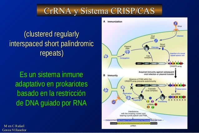 Http Www Nature Com Nrg Multimedia Rnai Animation Index Html Http Www Nature Com Nrg Multimedia Rnai Animation Index Html