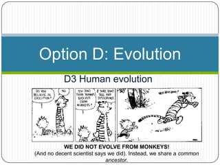 Option D: Evolution
D3 Human evolution
WE DID NOT EVOLVE FROM MONKEYS!
(And no decent scientist says we did). Instead, we share a common
ancestor.
 