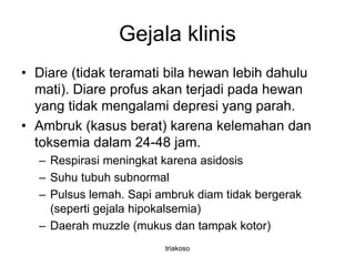 Gejala klinis
• Diare (tidak teramati bila hewan lebih dahulu
mati). Diare profus akan terjadi pada hewan
yang tidak mengalami depresi yang parah.
• Ambruk (kasus berat) karena kelemahan dan
toksemia dalam 24-48 jam.
– Respirasi meningkat karena asidosis
– Suhu tubuh subnormal
– Pulsus lemah. Sapi ambruk diam tidak bergerak
(seperti gejala hipokalsemia)
– Daerah muzzle (mukus dan tampak kotor)
triakoso
 