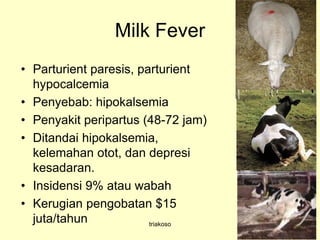 Milk Fever
• Parturient paresis, parturient
hypocalcemia
• Penyebab: hipokalsemia
• Penyakit peripartus (48-72 jam)
• Ditandai hipokalsemia,
kelemahan otot, dan depresi
kesadaran.
• Insidensi 9% atau wabah
• Kerugian pengobatan $15
juta/tahun triakoso
 