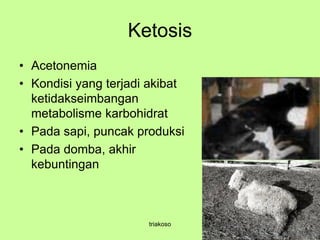 Ketosis
• Acetonemia
• Kondisi yang terjadi akibat
ketidakseimbangan
metabolisme karbohidrat
• Pada sapi, puncak produksi
• Pada domba, akhir
kebuntingan
triakoso
 
