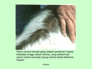 triakoso
Warna rambut kembali gelap setelah pemberian Copper
beberapa minggu (dasar rambut), yang sebelumnya
warna rambut memudar (ujung rambut) akibat defisiensi
Copper.
 