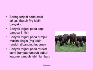 • Sering terjadi pada awal
laktasi (butuh Mg lebih
banyak)
• Banyak terjadi pada sapi
bangsa British
• Banyak terjadi pada rumput
musim dingin (Mg lebih
rendah dibanding legume)
• Banyak terjadi pada musim
semi (rumput tumbuh subur,
legume tumbuh lebih lambat)
triakoso
 
