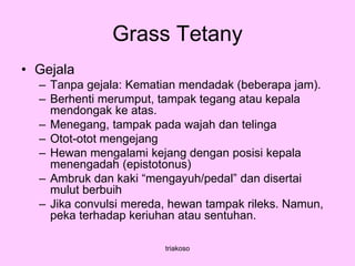 Grass Tetany
• Gejala
– Tanpa gejala: Kematian mendadak (beberapa jam).
– Berhenti merumput, tampak tegang atau kepala
mendongak ke atas.
– Menegang, tampak pada wajah dan telinga
– Otot-otot mengejang
– Hewan mengalami kejang dengan posisi kepala
menengadah (epistotonus)
– Ambruk dan kaki “mengayuh/pedal” dan disertai
mulut berbuih
– Jika convulsi mereda, hewan tampak rileks. Namun,
peka terhadap keriuhan atau sentuhan.
triakoso
 