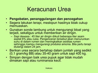 Keracunan Urea
• Pengobatan, penanggulangan dan pencegahan
• Segera lakukan terapi, meskipun hasilnya tidak cukup
memuaskan.
• Gunakan sonde lambung untuk mengurangi bloat yang
terjadi, sekaligus untuk memberikan air dingin.
– Sapi dewasa : 45 liter air dingin diikuti beberapa liter asam
asetat 6% atau cuka. Pengenceran tersebut akan menurunkan
suhu di dalam rumen dan meningkatkan asiditas rumen
sehingga mampu mengurangi produksi amonia. Bila perlu terapi
diulangi dalam 24 jam.
• Berikan urea secara bertahap dalam jumlah yang sedikit
(0,1 gram/kg BB) atau 35-40 gram untuk sapi 400 kg.
• Simpan dengan baik urea pupuk agar tidak mudah
dimakan sapi atau ruminansia kecil.
triakoso
 