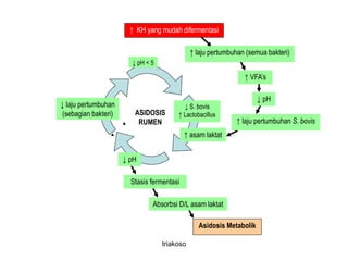 ASIDOSIS
RUMEN
Stasis fermentasi
Asidosis Metabolik
↑ KH yang mudah difermentasi
↑ laju pertumbuhan (semua bakteri)
↑ VFA’s
↓ pH
↑ laju pertumbuhan S. bovis
↓ pH < 5
↓ laju pertumbuhan
(sebagian bakteri)
↓ pH
↓ S. bovis
↑ Lactobacillus
Absorbsi D/L asam laktat
↑ asam laktat
triakoso
 