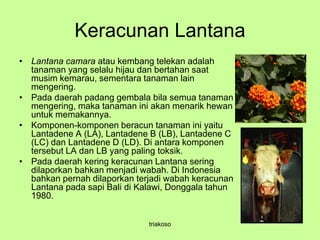 Keracunan Lantana
• Lantana camara atau kembang telekan adalah
tanaman yang selalu hijau dan bertahan saat
musim kemarau, sementara tanaman lain
mengering.
• Pada daerah padang gembala bila semua tanaman
mengering, maka tanaman ini akan menarik hewan
untuk memakannya.
• Komponen-komponen beracun tanaman ini yaitu
Lantadene A (LA), Lantadene B (LB), Lantadene C
(LC) dan Lantadene D (LD). Di antara komponen
tersebut LA dan LB yang paling toksik.
• Pada daerah kering keracunan Lantana sering
dilaporkan bahkan menjadi wabah. Di Indonesia
bahkan pernah dilaporkan terjadi wabah keracunan
Lantana pada sapi Bali di Kalawi, Donggala tahun
1980.
triakoso
 