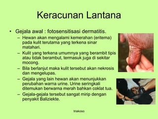 Keracunan Lantana
• Gejala awal : fotosensitisasi dermatitis.
– Hewan akan mengalami kemerahan (eritema)
pada kulit terutama yang terkena sinar
matahari.
– Kulit yang terkena umumnya yang berambit tipis
atau tidak berambut, termasuk juga di sekitar
mocong.
– Bila berlanjut maka kulit tersebut akan nekrosis
dan mengelupas.
– Gejala yang lain hewan akan menunjukkan
perubahan warna urine. Urine seringkali
ditemukan berwarna merah bahkan coklat tua.
– Gejala-gejala tersebut sangat mirip dengan
penyakit Baliziekte.
triakoso
 