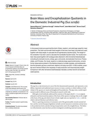 RESEARCH ARTICLE
Brain Mass and Encephalization Quotients in
the Domestic Industrial Pig (Sus scrofa)
Serena Minervini1
, Gianluca Accogli1
, Andrea Pirone2
, Jean-Marie Graïc3
, Bruno Cozzi3
,
Salvatore Desantis1
*
1 Section of Veterinary Clinics and Animal Productions, Department of Emergency and Organ
Transplantation (DETO), University of Bari Aldo Moro, Valenzano (Ba), Italy, 2 Department of Veterinary
Sciences, University of Pisa, Pisa, Italy, 3 Department of Comparative Biomedicine and Food Science,
University of Padova, Padova, Italy
* salvatore.desantis@uniba.it
Abstract
In the present study we examined the brain of fetal, newborn, and adult pigs raised for meat
production. The fresh and formalin-fixed weights of the brain have been recorded and used,
together with body weight, to calculate the Encephalization Quotient (EQ). The weight of
the cerebellum has been used to calculate the Cerebellar Quotient (CQ). The results have
been discussed together with analogue data obtained in other terrestrial Cetartiodactyla
(including the domestic bovine, sheep, goat, and camel), domesticated Carnivora, Probos-
cidata, and Primates. Our study, based on a relatively large experimental series, corrects
former observations present in the literature based on smaller samples, and emphasizes
that the domestic pig has a small brain relative to its body size (EQ = 0.38 for adults), possi-
bly due to factors linked to the necessity of meat production and improved body weight.
Comparison with other terrestrial Cetartiodactyla indicates a similar trend for all domesti-
cated species.
Introduction
The pig (Sus scrofa domesticus) is one of the first domesticated mammals, and represents a very
diffuse, important and traditional meat resource in many countries, in which millions of indi-
viduals of the species are raised and slaughtered for production. The pig is also a useful experi-
mental model in different areas of biomedical research world-wide.
Although several textbooks addressed the anatomy of the pig in detail [1–4], an original,
exhaustive and functional description of the brain of this species is lacking. Data on the weight
of the brain of the pig and relative brain to body weight ratio are reported in Table 1, with the
relative relevant literature and reference texts.
There is a growing awareness of consumers and of the general public towards animal wel-
fare, and the current European legislation includes several measures to minimize animal stress
in the production farms and also during transportation and at the slaughterhouse. The behav-
ior of the domestic swine has been actively investigated considering maternal-neonatal
PLOS ONE | DOI:10.1371/journal.pone.0157378 June 28, 2016 1 / 17
a11111
OPEN ACCESS
Citation: Minervini S, Accogli G, Pirone A, Graïc J-M,
Cozzi B, Desantis S (2016) Brain Mass and
Encephalization Quotients in the Domestic Industrial
Pig (Sus scrofa). PLoS ONE 11(6): e0157378.
doi:10.1371/journal.pone.0157378
Editor: Sergio Pellis, University of Lethbridge,
CANADA
Received: April 26, 2016
Accepted: May 28, 2016
Published: June 28, 2016
Copyright: © 2016 Minervini et al. This is an open
access article distributed under the terms of the
Creative Commons Attribution License, which permits
unrestricted use, distribution, and reproduction in any
medium, provided the original author and source are
credited.
Data Availability Statement: All relevant data are
within the paper.
Funding: The authors received no specific funding
for this work.
Competing Interests: The authors have declared
that no competing interests exist.
 