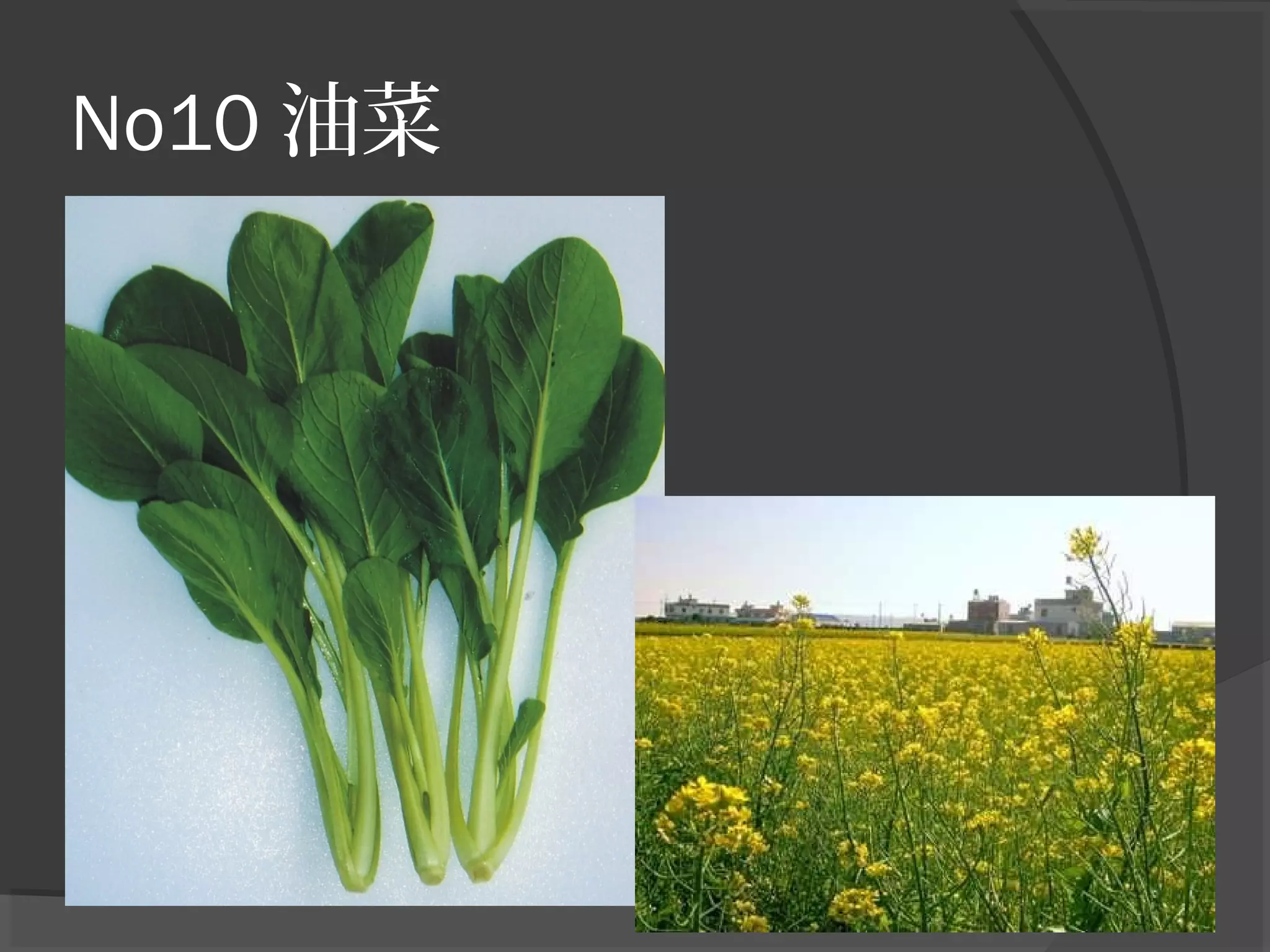 No10 油菜
 