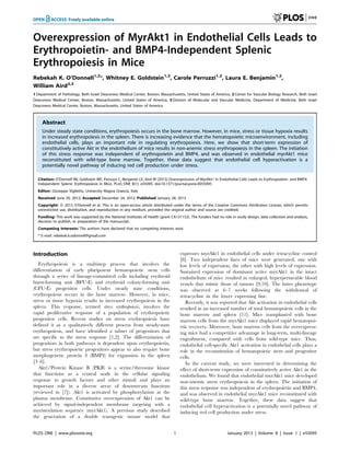 Overexpression of MyrAkt1 in Endothelial Cells Leads to
Erythropoietin- and BMP4-Independent Splenic
Erythropoiesis in Mice
Rebekah K. O’Donnell1,2
*, Whitney E. Goldstein1,2
, Carole Perruzzi1,2
, Laura E. Benjamin1,2
,
William Aird2,3
1 Department of Pathology, Beth Israel Deaconess Medical Center, Boston, Massachusetts, United States of America, 2 Center for Vascular Biology Research, Beth Israel
Deaconess Medical Center, Boston, Massachusetts, United States of America, 3 Division of Molecular and Vascular Medicine, Department of Medicine, Beth Israel
Deaconess Medical Center, Boston, Massachusetts, United States of America
Abstract
Under steady state conditions, erythropoiesis occurs in the bone marrow. However, in mice, stress or tissue hypoxia results
in increased erythropoiesis in the spleen. There is increasing evidence that the hematopoietic microenvironment, including
endothelial cells, plays an important role in regulating erythropoiesis. Here, we show that short-term expression of
constitutively active Akt in the endothelium of mice results in non-anemic stress erythropoiesis in the spleen. The initiation
of this stress response was independent of erythropoietin and BMP4, and was observed in endothelial myrAkt1 mice
reconstituted with wild-type bone marrow. Together, these data suggest that endothelial cell hyperactivation is a
potentially novel pathway of inducing red cell production under stress.
Citation: O’Donnell RK, Goldstein WE, Perruzzi C, Benjamin LE, Aird W (2013) Overexpression of MyrAkt1 in Endothelial Cells Leads to Erythropoietin- and BMP4-
Independent Splenic Erythropoiesis in Mice. PLoS ONE 8(1): e55095. doi:10.1371/journal.pone.0055095
Editor: Giuseppe Viglietto, University Magna Graecia, Italy
Received June 20, 2012; Accepted December 24, 2012; Published January 28, 2013
Copyright: ß 2013 O’Donnell et al. This is an open-access article distributed under the terms of the Creative Commons Attribution License, which permits
unrestricted use, distribution, and reproduction in any medium, provided the original author and source are credited.
Funding: This work was supported by the National Institutes of Health (grant CA131152). The funders had no role in study design, data collection and analysis,
decision to publish, or preparation of the manuscript.
Competing Interests: The authors have declared that no competing interests exist.
* E-mail: rebekah.k.odonnell@gmail.com
Introduction
Erythropoiesis is a multistep process that involves the
differentiation of early pluripotent hematopoietic stem cells
through a series of lineage-committed cells including erythroid
burst-forming unit (BFU-E) and erythroid colony-forming unit
(CFU-E) progenitor cells. Under steady state conditions,
erythropoiesis occurs in the bone marrow. However, in mice,
stress or tissue hypoxia results in increased erythropoiesis in the
spleen. This response, termed stress erythropoiesis, involves the
rapid proliferative response of a population of erythropoietic
progenitor cells. Recent studies on stress erythropoiesis have
defined it as a qualitatively different process from steady-state
erythropoiesis, and have identified a subset of progenitors that
are specific to the stress response [1,2]. The differentiation of
progenitors in both pathways is dependent upon erythropoietin,
but stress erythropoietic progenitors appear to also require bone
morphogenetic protein 4 (BMP4) for expansion in the spleen
[3–6].
Akt1/Protein Kinase B (PKB) is a serine/threonine kinase
that functions as a central node in the cellular signaling
response to growth factors and other stimuli and plays an
important role in a diverse array of downstream functions
(reviewed in [7]). Akt1 is activated by phosphorylation at the
plasma membrane. Constitutive overexpression of Akt1 can be
achieved by signal-independent membrane targeting with a
myristoylation sequence (myrAkt1). A previous study described
the generation of a double transgenic mouse model that
expresses myrAkt1 in endothelial cells under tetracycline control
[8]. Two independent lines of mice were generated, one with
low levels of expression, the other with high levels of expression.
Sustained expression of dominant active myrAkt1 in the intact
endothelium of mice resulted in enlarged, hyperpermeable blood
vessels that mimic those of tumors [9,10]. The latter phenotype
was observed at 6–7 weeks following the withdrawal of
tetracycline in the lower expressing line.
Recently, it was reported that Akt activation in endothelial cells
resulted in an increased number of total hematopoietic cells in the
bone marrow and spleen [11]. Mice transplanted with bone
marrow cells from the myrAkt1 mice displayed rapid hematopoi-
etic recovery. Moreover, bone marrow cells from the overexpress-
ing mice had a competitive advantage in long-term, multi-lineage
engraftment, compared with cells from wild-type mice. Thus,
endothelial cell-specific Akt1 activation in endothelial cells plays a
role in the reconstitution of hematopoietic stem and progenitor
cells.
In the current study, we were interested in determining the
effect of short-term expression of constitutively active Akt1 in the
endothelium. We found that endothelial myrAkt1 mice developed
non-anemic stress erythropoiesis in the spleen. The initiation of
this stress response was independent of erythropoietin and BMP4,
and was observed in endothelial myrAkt1 mice reconstituted with
wild-type bone marrow. Together, these data suggest that
endothelial cell hyperactivation is a potentially novel pathway of
inducing red cell production under stress.
PLOS ONE | www.plosone.org 1 January 2013 | Volume 8 | Issue 1 | e55095
 