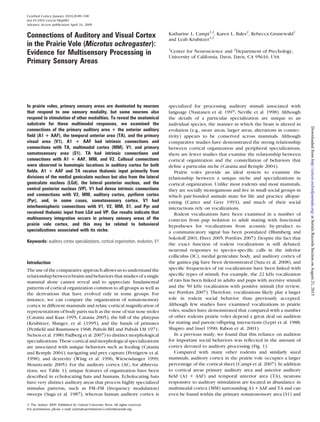 Cerebral Cortex January 2010;20:89--108
doi:10.1093/cercor/bhp082
Advance Access publication April 24, 2009
Connections of Auditory and Visual Cortex
in the Prairie Vole (Microtus ochrogaster):
Evidence for Multisensory Processing in
Primary Sensory Areas
Katharine L. Campi1,2
, Karen L. Bales2
, Rebecca Grunewald1
and Leah Krubitzer1,2
1
Center for Neuroscience and 2
Department of Psychology,
University of California, Davis, Davis, CA 95616, USA
In prairie voles, primary sensory areas are dominated by neurons
that respond to one sensory modality, but some neurons also
respond to stimulation of other modalities. To reveal the anatomical
substrate for these multimodal responses, we examined the
connections of the primary auditory area 1 the anterior auditory
ﬁeld (A1 1 AAF), the temporal anterior area (TA), and the primary
visual area (V1). A1 1 AAF had intrinsic connections and
connections with TA, multimodal cortex (MM), V1, and primary
somatosensory area (S1). TA had intrinsic connections and
connections with A1 1 AAF, MM, and V2. Callosal connections
were observed in homotopic locations in auditory cortex for both
ﬁelds. A1 1 AAF and TA receive thalamic input primarily from
divisions of the medial geniculate nucleus but also from the lateral
geniculate nucleus (LGd), the lateral posterior nucleus, and the
ventral posterior nucleus (VP). V1 had dense intrinsic connections
and connections with V2, MM, auditory cortex, pyriform cortex
(Pyr), and, in some cases, somatosensory cortex. V1 had
interhemispheric connections with V1, V2, MM, S1, and Pyr and
received thalamic input from LGd and VP. Our results indicate that
multisensory integration occurs in primary sensory areas of the
prairie vole cortex, and this may be related to behavioral
specializations associated with its niche.
Keywords: auditory cortex specializations, cortical organization, evolution, V1
Introduction
The use of the comparative approach allows us to understand the
relationship between brains and behaviors that studies of a single
mammal alone cannot reveal and to appreciate fundamental
patterns of cortical organization common to all groups as well as
the derivations that have evolved only in some groups. For
instance, we can compare the organization of somatosensory
cortex in different mammals and relate cortical magniﬁcation of
representations of body parts such as the nose of star nose moles
(Catania and Kaas 1995; Catania 2005), the bill of the platypus
(Krubitzer, Manger, et al. (1995), and the hands of primates
(Penﬁeld and Rasmussen 1968; Pubols BH and Pubols LM 1971;
Nelson et al. 1980; Padberg et al. 2007) to distinct morphological
specializations. These cortical and morphological specializations
are associated with unique behaviors such as feeding (Catania
and Remple 2004), navigating and prey capture (Pettigrew et al.
1998), and dexterity (Wing et al. 1996; Wiesendanger 1999;
Mountcastle 2005). For the auditory cortex (AC; for abbrevia-
tions, see Table 1), unique features of organization have been
described in echolocating bats and humans. Echolocating bats
have very distinct auditory areas that process highly specialized
stimulus patterns, such as FM--FM (frequency modulation)
sweeps (Suga et al. 1987), whereas human auditory cortex is
specialized for processing auditory stimuli associated with
language (Naatanen et al. 1997; Neville et al. 1998). Although
the details of a particular specialization are unique to an
individual species, the manner in which the brain is altered in
evolution (e.g., more areas, larger areas, alterations in connec-
tivity) appears to be conserved across mammals. Although
comparative studies have demonstrated the strong relationship
between cortical organization and peripheral specializations,
there are fewer studies that examine the relationship between
cortical organization and the constellation of behaviors that
deﬁne a particular niche (Catania and Remple 2004).
Prairie voles provide an ideal system to examine the
relationship between a unique niche and specializations in
cortical organization. Unlike most rodents and most mammals,
they are socially monogamous and live in small social groups in
which pair-bonded animals mate for life and practice allopar-
enting (Carter and Getz 1993), and much of their social
interactions rely on vocalizations.
Rodent vocalizations have been examined in a number of
contexts from pup isolation to adult mating with functional
hypotheses for vocalizations from acoustic by-product to
a communicatory signal has been postulated (Blumberg and
Sokoloff 2001; Ehret 2005; Portfors 2007). Despite the fact that
the exact function of rodent vocalizations is still debated,
neuronal responses to species-speciﬁc calls in the inferior
colliculus (IC), medial geniculate body, and auditory cortex of
the guinea pig have been demonstrated (Suta et al. 2008), and
speciﬁc frequencies of rat vocalizations have been linked with
speciﬁc types of stimuli. For example, the 22 kHz vocalization
of rats has been linked in adults and pups with aversive stimuli
and the 50 kHz vocalization with positive stimuli (for review,
see Portfors 2007). Therefore, vocalizations likely play a larger
role in rodent social behavior than previously accepted.
Although few studies have examined vocalizations in prairie
voles, studies have demonstrated that compared with a number
of other rodents prairie voles depend a great deal on audition
for mating and parent/offspring interactions (Lepri et al. 1988;
Shapiro and Insel 1990; Rabon et al. 2001).
In a previous study, we found that this reliance on audition
for important social behaviors was reﬂected in the amount of
cortex devoted to auditory processing (Fig. 1).
Compared with many other rodents and similarly sized
mammals, auditory cortex in the prairie vole occupies a larger
percentage of the cortical sheet (Campi et al. 2007). In addition
to cortical areas primary auditory area and anterior auditory
ﬁeld (A1 + AAF) and temporal anterior area (TA), neurons
responsive to auditory stimulation are located in abundance in
multimodal cortex (MM) surrounding A1 + AAF and TA and can
even be found within the primary somatosensory area (S1) and
Ó The Author 2009. Published by Oxford University Press. All rights reserved.
For permissions, please e-mail: journals.permissions@oxfordjournals.org
atSerialsRecordsSectiononAugust21,2015http://cercor.oxfordjournals.org/Downloadedfrom
 