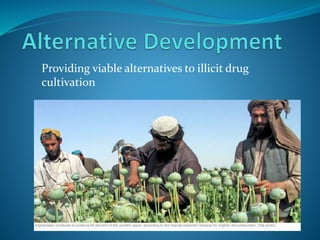 Providing viable alternatives to illicit drug
cultivation
 