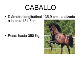 CABALLO Diámetro longitudinal 135,9 cm., la alzada a la cruz 134,5cm Peso: hasta 350 Kg. 