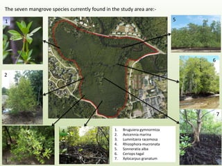 1
2
4
3
5
6
7
1. Bruguiera gymnormiza
2. Avicennia marina
3. Lumnitzera racemosa
4. Rhizophora mucronata
5. Sonneratia alba
6. Ceriops tagal
7. Xylocarpus granatum
The seven mangrove species currently found in the study area are:-
 