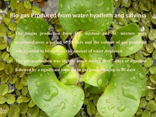 Bio-gas Produced from water hyacinth and salvinia
• The biogas production from WC mixture and SC mixture were
monitored over a period of 55 days and the volume of gas produced
was assumed to be equal to the amount of water displaced.
• The gas production was slightly lower during first 7 days of digestion
followed by a significant increase in gas production up to 30 days
 
