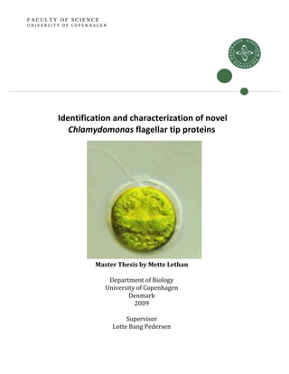  
 
 
 
 
 
 Identification and characterization of novel 
Chlamydomonas flagellar tip proteins 
 
 
 
 
 
 
 
 
 
 
 
 
 
 
 
 
Master Thesis by Mette Lethan 
 
Department of Biology 
University of Copenhagen 
Denmark 
2009 
 
Supervisor 
Lotte Bang Pedersen 
F A C U L T Y O F S C I E N C E
U N I V E R S I T Y   O F   C O P E N H A G E N  
 