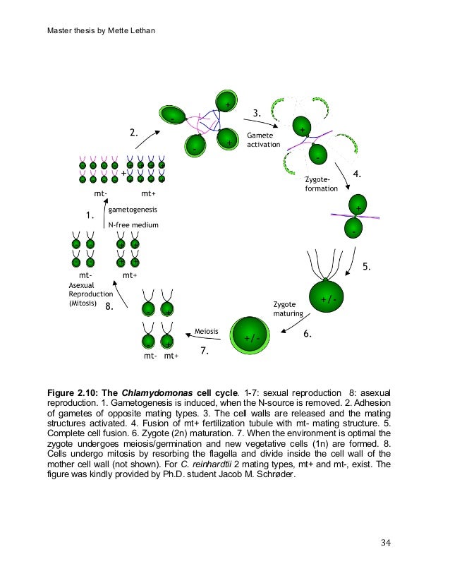 Master thesis types