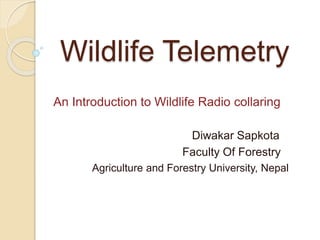 Wildlife Radio Collaring | PPTX | Dogs | Pets