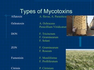 MYCOTOXINS IN FEED AND THEIR EFFECTS ON BROILER | PPT