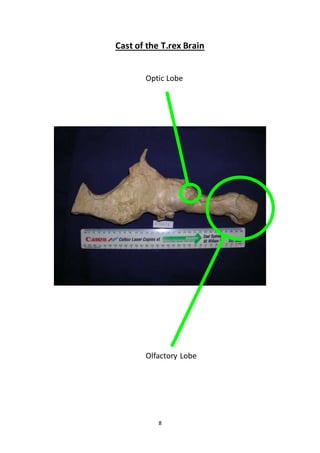 8
Cast of the T.rex Brain
Optic Lobe
Olfactory Lobe
 