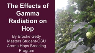 The Effects of
Gamma
Radiation on
Hop
By Brooke Getty
Masters Student-OSU
Aroma Hops Breeding
Program
 