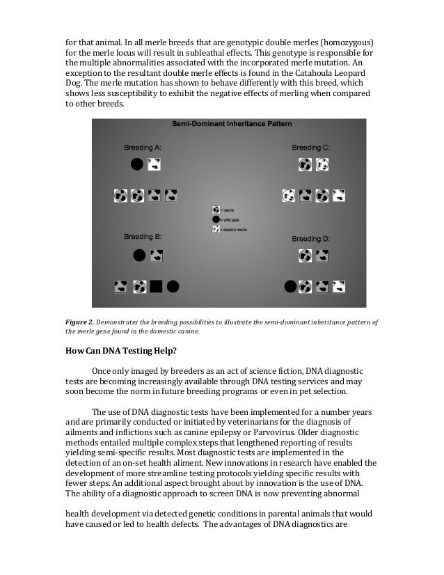 merle genetic testing
