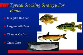 Stocking Strategy Examples Fish Pond Management and Aquaculture 17 | PDF