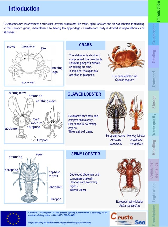 European guideline for quality of live crustaceans in retail and HORE…