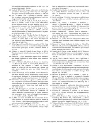 DNA binding and promotes degradation by the AAAþ Lon
protease. Mol. Cell 49, 121–132.
42. Bradford, M.M. (1976). A rapid and sensitive method for the
quantitation of microgram quantities of protein utilizing the
principle of protein-dye binding. Anal. Biochem. 72, 248–254.
43. Pace, C.N., Vajdos, F., Fee, L., Grimsley, G., and Gray, T. (1995).
How to measure and predict the molar absorption coefﬁcient
of a protein. Protein Sci. 4, 2411–2423.
44. Ondrovicova´, G., Liu, T., Singh, K., Tian, B., Li, H., Gakh, O.,
Perecko, D., Janata, J., Granot, Z., Orly, J., et al. (2005). Cleav-
age site selection within a folded substrate by the ATP-
dependent lon protease. J. Biol. Chem. 280, 25103–25110.
45. Fishovitz, J., Li, M., Frase, H., Hudak, J., Craig, S., Ko, K.,
Berdis, A.J., Suzuki, C.K., and Lee, I. (2011). Active-site-
directed chemical tools for proﬁling mitochondrial Lon prote-
ase. ACS Chem. Biol. 6, 781–788.
46. Lu, B., Yadav, S., Shah, P.G., Liu, T., Tian, B., Pukszta, S.,
Villaluna, N., Kutejova´, E., Newlon, C.S., Santos, J.H., and
Suzuki, C.K. (2007). Roles for the human ATP-dependent
Lon protease in mitochondrial DNA maintenance. J. Biol.
Chem. 282, 17363–17374.
47. di Sant’Agnese, P.A., and De Mesy-Jensen, K.L. (1984). Diag-
nostic electron microscopy on reembedded (‘‘popped off’’)
areas of large Spurr epoxy sections. Ultrastruct. Pathol. 6,
247–253.
48. DiMauro, S., Schon, E.A., Carelli, V., and Hirano, M. (2013).
The clinical maze of mitochondrial neurology. Nat Rev Neurol
9, 429–444.
49. Barshop, B.A. (2004). Metabolomic approaches to mitochon-
drial disease: correlation of urine organic acids. Mitochon-
drion 4, 521–527.
50. Botos, I., Melnikov, E.E., Cherry, S., Tropea, J.E., Khalatova,
A.G., Rasulova, F., Dauter, Z., Maurizi, M.R., Rotanova, T.V.,
Wlodawer, A., and Gustchina, A. (2004). The catalytic
domain of Escherichia coli Lon protease has a unique fold
and a Ser-Lys dyad in the active site. J. Biol. Chem. 279,
8140–8148.
51. Thomas-Wohlever, J., and Lee, I. (2002). Kinetic characteriza-
tion of the peptidase activity of Escherichia coli Lon reveals
the mechanistic similarities in ATP-dependent hydrolysis of
peptide and protein substrates. Biochemistry 41, 9418–9425.
52. Matsushima, Y., Goto, Y., and Kaguni, L.S. (2010). Mitochon-
drial Lon protease regulates mitochondrial DNA copy number
and transcription by selective degradation of mitochondrial
transcription factor A (TFAM). Proc. Natl. Acad. Sci. USA
107, 18410–18415.
53. Wong, T.S., Rajagopalan, S., Freund, S.M., Rutherford, T.J.,
Andreeva, A., Townsley, F.M., Petrovich, M., and Fersht, A.R.
(2009). Biophysical characterizations of human mitochon-
drial transcription factor A and its binding to tumor suppres-
sor p53. Nucleic Acids Res. 37, 6765–6783.
54. Jin, S.M., and Youle, R.J. (2013). The accumulation of mis-
folded proteins in the mitochondrial matrix is sensed by
PINK1 to induce PARK2/Parkin-mediated mitophagy of polar-
ized mitochondria. Autophagy 9, 1750–1757.
55. Thomas, R.E., Andrews, L.A., Burman, J.L., Lin, W.Y., and
Pallanck, L.J. (2014). PINK1-Parkin pathway activity is regu-
lated by degradation of PINK1 in the mitochondrial matrix.
PLoS Genet. 10, e1004279.
56. Um, J.W., Stichel-Gunkel, C., Lu¨bbert, H., Lee, G., and Chung,
K.C. (2009). Molecular interaction between parkin and
PINK1 in mammalian neuronal cells. Mol. Cell. Neurosci.
40, 421–432.
57. Lin, W., and Kang, U.J. (2008). Characterization of PINK1 pro-
cessing, stability, and subcellular localization. J. Neurochem.
106, 464–474.
58. Quiro´s, P.M., Espan˜ol, Y., Acı´n-Pe´rez, R., Rodrı´guez, F.,
Ba´rcena, C., Watanabe, K., Calvo, E., Loureiro, M., Ferna´n-
dez-Garcı´a, M.S., Fueyo, A., et al. (2014). ATP-dependent Lon
protease controls tumor bioenergetics by reprogramming
mitochondrial activity. Cell Rep. 8, 542–556.
59. Guha, S., Lo´pez-Maury, L., Shaw, M., Ba¨hler, J., Norbury, C.J.,
and Agashe, V.R. (2011). Transcriptional and cellular re-
sponses to defective mitochondrial proteolysis in ﬁssion yeast.
J. Mol. Biol. 408, 222–237.
60. Mannella, C.A. (2006). Structure and dynamics of the mito-
chondrial inner membrane cristae. Biochim. Biophys. Acta
1763, 542–548.
61. Scorrano, L., Ashiya, M., Buttle, K., Weiler, S., Oakes, S.A.,
Mannella, C.A., and Korsmeyer, S.J. (2002). A distinct pathway
remodels mitochondrial cristae and mobilizes cytochrome c
during apoptosis. Dev. Cell 2, 55–67.
62. Smakowska, E., Czarna, M., and Janska, H. (2014). Mitochon-
drial ATP-dependent proteases in protection against accumu-
lation of carbonylated proteins. Mitochondrion 19 (Pt B),
245–251.
63. Teng, H., Wu, B., Zhao, K., Yang, G., Wu, L., and Wang, R.
(2013). Oxygen-sensitive mitochondrial accumulation of cys-
tathionine b-synthase mediated by Lon protease. Proc. Natl.
Acad. Sci. USA 110, 12679–12684.
64. Solheim, C., Li, L., Hatzopoulos, P., and Millar, A.H. (2012).
Loss of Lon1 in Arabidopsis changes the mitochondrial prote-
ome leading to altered metabolite proﬁles and growth retarda-
tion without an accumulation of oxidative damage. Plant
Physiol. 160, 1187–1203.
65. Di Fonzo, A., Ronchi, D., Lodi, T., Fassone, E., Tigano, M.,
Lamperti, C., Corti, S., Bordoni, A., Fortunato, F., Nizzardo,
M., et al. (2009). The mitochondrial disulﬁde relay system pro-
tein GFER is mutated in autosomal-recessive myopathy with
cataract and combined respiratory-chain deﬁciency. Am. J.
Hum. Genet. 84, 594–604.
66. Hirano, M., Nishigaki, Y., and Martı´, R. (2004). Mitochondrial
neurogastrointestinal encephalomyopathy (MNGIE): a dis-
ease of two genomes. Neurologist 10, 8–17.
67. Koopman, W.J., Distelmaier, F., Smeitink, J.A., and Willems,
P.H. (2013). OXPHOS mutations and neurodegeneration.
EMBO J. 32, 9–29.
68. Breuer, M.E., Koopman, W.J., Koene, S., Nooteboom, M.,
Rodenburg, R.J., Willems, P.H., and Smeitink, J.A. (2013).
The role of mitochondrial OXPHOS dysfunction in the devel-
opment of neurologic diseases. Neurobiol. Dis. 51, 27–34.
69. Wilman, H.R., Shi, J., and Deane, C.M. (2014). Helix kinks are
equally prevalent in soluble and membrane proteins. Proteins
82, 1960–1970.
The American Journal of Human Genetics 96, 121–135, January 8, 2015 135
 
