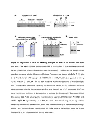 Figure S1. Degradation of StAR and TFAM by wild type Lon and CODAS mutants Pro676Ser
and Arg721Gly. (A) Coomassie Brilliant Blue stained SDS-PAGE gels of StAR and TFAM degraded
by wild type Lon and CODAS mutants Pro676Ser and Arg721Gly. Recombinant Lon was purified as
described elsewhere
1
with the following modifications. The column was washed with Buffer A
1
(2X with
2 ml), Wash Buffer (50 mM Hepes pH 8.0, 0.15 M NaCl, 10 mM MgCl2, 20% (w/v) glycerol) containing
40 mM imidazole (1X 2 ml, 4X 1 ml) and then eluted with Wash Buffer containing 0.1M imidazole (1X
with 1.5 ml) and with Wash Buffer containing 0.3 M imidazole (2X with 1.5 ml). Protein concentrations
were determined using the Bradford assay with BSA as a standard, and by UV absorbance at 280 nm
using the extinction coefficient for Lon described in Methods. (B) Representative Coomassie Brilliant
Blue stained SDS-PAGE gels of purified recombinant wild type Lon, CODAS mutant Arg721Gly and
TFAM. (C) TFAM degradation by Lon is ATP-dependent. Immunoblot using anti-His tag antibody
recognizing recombinant TFAM and Lon, which have a hexahistidine-tag at their respective carboxyl-
termini. (D) Control experiment demonstrating that TFAM alone is not degraded during the 60 min
incubation at 37°C. Immunoblot using anti-His tag antibody.
 