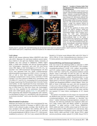 Cell Culture
ARPE-19 cells, human embryonic kidney (HEK293T) cells, HeLa
cells (ATCC, Manassas, VA), and mouse auditory sensory epithe-
lium (UB/OC-2) cells (gift from Matthew Holley, University of
Shefﬁeld, UK) were cultured in DMEM:F12, DMEM, Eagle’s
MEM, or MEM with GlutaMax and 50U/ml interferon-gamma
(Life Technologies), respectively, each with 10% fetal bovine
serum (FBS; Sigma or Life Technologies) at 37
C/5% CO2. Ep-
stein-Barr virus (EBV)-transformed B-lymphoblastoid cell lines
(LCLs) were generated from two Amish CODAS-syndrome-
affected probands homozygous for LONP1 c.2161CG (p.Arg721-
Gly) as well as from their respective heterozygous parents
(Lineberger Comprehensive Cancer Center, University of North
Carolina). LCLs were cultured in RPMI (ATCC formulation) with
15% FBS at 37
C and 5% CO2. Genotyping of LCLs was performed
by Sanger sequencing (The Pennsylvania State University Nucleic
Acid Facility). In brief, SuperScript III reverse transcriptase (Life
Technologies) and oligo dT primers were used for reverse transcrip-
tion of cDNA from LCL total RNA (Trizol, Life Technologies).
cDNA was then ampliﬁed by the polymerase chain reaction
(PCR) with LONP1-speciﬁc primers (Table S1) and puriﬁed for
DNA sequencing with QIAGEN PCR puriﬁcation spin columns.
Lon knockdown in HeLa, PC3, and HEK293T cells was performed
as previously described46
(and as also described in Supplemental
Data).
Mitochondrial Localization
Wild-type and mutant Lon variants were overexpressed by tran-
sient transfection (FuGENE 6, Promega) in ARPE-19, HeLa, and
UB/OC-2 cells cultured on glass coverslips. After 40–48 hr, cells
were incubated with MitoTracker Red CMXRos (300 nM) at
37
C/5% CO2 for 30 min, washed with PBS (pH 7.2), and ﬁxed
in 4% paraformaldehyde in PBS for 15 min at 37
C. Cells were per-
meabilized in acetone at À20
C for 5 min, washed with PBS, and
blocked in 1% bovine serum albumin (BSA) with 0.2% Triton X-
100 in PBS for 10 min. Immunoﬂuorescence detection of Lon-
V5 fusion proteins was conducted as described elsewhere.35
Immunoblotting and Immunoprecipitation
Cells were lysed in the following buffers as indicated: in RIPA
buffer (50 mM Tris-HCl [pH 8.0], 150 mM NaCl, 1.0% octylphe-
noxypolyethoxyethanol CA-630, 0.5% sodium deoxycholate,
and 0.1% sodium dodecyl sulfate) supplemented with 1 mM
EDTA, 2 mM NaF, 1 mM Na3VO4, and protease-inhibitor cocktail
(Roche); Triton X-100 buffer (50 mM Tris, [pH 7.5], 300 mM
NaCl, and 0.5% Triton X-100) supplemented with Halt protease-
and phosphatase-inhibitor cocktail (ThermoScientiﬁc); or urea
buffer (50 mM triethylammonium bicarbonate buffer [TEAB,
Sigma] [pH 8.5], 8 M urea) supplemented with protease-inhibitor
cocktail and phosphatase-inhibitor cocktail (Sigma). When the
RIPA or Triton X-100 buffer was used, cells were incubated for
15 min on ice, then centrifuged at 14,000 rpm for 15 min at 4
C
so that lysates would be cleared. For the urea buffer, cells were son-
icated with microprobe for 15 s followed by a 30 s pulse, and this
was repeated 3–5 times before centrifugation at 4
C cleared
lysates.
The protein concentration of cell extracts was measured with
the Bradford assay and then normalized.42
Immunoblotting and
co-immunoprecipitation were performed as described else-
where;35
washes following immunoprecipitation contained 5%
Tween-20. The following antibodies were employed: rabbit anti-
Lon (1:400, custom made and afﬁnity puriﬁed as previously
described)24
or rabbit anti-Lon (1:100, Novus, H00009361-
D01P); rabbit anti-ClpX (1:3,000, custom made by Dr. Irene Lee);
rabbit anti-aconitase (1:200, provided by Dr. Luke Szweda, Okla-
homa Medical Research Foundation); mouse anti-ClpP (1:4,000,
Abcam 56455); rabbit anti-Pink1 (1:500, Abcam 23707); rabbit
anti-mt-cytochrome oxidase subunit II (1:5,000, Abcam 91317);
Figure 3. Location of Amino Acids That
Are Mutated within Mitochondrial Lon in
CODAS Syndrome
(A) Domain structure of the human Lon
subunit. Mitochondrial targeting sequence
(MTS), substrate recognition/binding (N)
domain, ATPase domain (AAAþ
), and a pro-
tease domain (P). Red arrows indicate the
position of pathogenic CODAS mutations.
(B) Homology model of human mitochon-
drial Lon. The model shows the position,
within a single Lon subunit (shown in
amber), of amino acids that are altered in
CODAS syndrome.
(C and D) The positions of amino acids
Pro676 and Arg721 (yellow), which are
altered in proteins encoded by CODAS
homozygous alleles. ADP is shown occu-
pying the ATP- and ADP-binding
pocket (a green dashed line represents a
proline-induced kink in the helix; a
yellow dotted line represents a salt bridge;
starbursts represent hydrophobic interac-
tions). (C) The Pro676-induced kink pro-
motes hydrophobic interactions between
Ala670, Leu667, Leu696, and Val716.
(D) The positions of Arg721 as well as
Pro676, Glu717, and the ATP- and ADP-binding site are located on the same Lon subunit (amber). Arg721 and Glu717 form salt bridges
with Glu654 and Lys517, respectively, which are located on the adjacent Lon subunit (green).
The American Journal of Human Genetics 96, 121–135, January 8, 2015 125
 