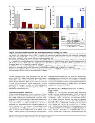 OXPHOS Antibody Cocktail (1:500, Mitoscience 604); goat anti-
actin (1:2,000, 1615; Santa Cruz); mouse anti-b-actin (Sigma,
1:1,000,000); rabbit anti-mt-cytochrome B (1:1,000, Aviva
Systems Biology ARP50256_P050); mouse monoclonal anti-V5
(1:5,000, Life Technologies) or mouse anti-FLAG M2 (1:1,000
Sigma); and HRP-conjugated secondary antibodies (Cell Signaling
Technologies or Santa Cruz Biotechnology). Immunoblots were
developed by chemiluminescence.
Transmission Electron Microscopy
LCLs were prepared for transmission electron microscopy (TEM) as
described previously.39,47
In brief, cells were pelleted by centrifuga-
tion at 1,000 rpm for 5 min, washed with PBS, re-pelleted, and re-
suspended in 2.5% glutaraldehyde and 4% paraformaldehyde in
0.1 M PBS overnight at 4
C. LCLs were then post-ﬁxed in 1%
osmium tetroxide for 1 hr at 20
C and dehydrated with ethanol;
inﬁltration with Spurr’s resin (Electron Microscopy Sciences) fol-
lowed. Inﬁltrated LCLs were collected by centrifugation and
embedded directly into BEEM capsules, which were gently centri-
fuged so that the cells would be driven to the bottom of the
capsule. Ultrathin sections (70-90 nm) were cut with glass knives,
mounted on naked copper grids (200 mesh), and stained with a
saturated solution of uranyl acetate in 50% ethanol for 20 min, fol-
lowed by Reynold’s lead citrate for 15 min. Differences in the fre-
quency of abnormal mitochondrial morphology between proband
and parent cells were analyzed by two-way ANOVA with Bonfer-
roni post-hoc correction (SPSS, IBM).
Quantitative PCR (qPCR) Determination of mtDNA
Copy Number
Genomic DNA (100 ng) from peripheral blood lymphocytes
and LCL cells was used for ampliﬁcation of both the mtDNA-
encoded MT-CYB gene and the nuclear-DNA-encoded APP gene
as a reference control. Genomic DNA was ampliﬁed in reactions
(20 ml; Applied Biosystems; universal PCR master mix) with the
following Taqman primers. Forward: APP, 50
-TTTTTGTGTGCT
CTCCCAGGTCT-30
; and MT-CYB, 50
-GCCTGCCTGATCCTCCAA
AT-30
). Reverse: APP 50
-TGGTCACTGGTTGGTTGGC-30
; and MT
CYB, 50
-AAGGTAGCGGATGATTCAGCC-30
. TaqMan probes: APP,
50
-[6FAM]CCCTGAACTGCAGATCACCAATGTGGTAG[TAM]-30
;
and MT-CYB, 50
-[6FAM]CACCAGACGCCTCAACCGCCTT
[TAM]-30
An AB 7500 RT-PCR system (Applied Biosystems) and
Figure 4. Enzymology, Cellular Expression, and Homo-oligomerization of Pathogenic Lon Proteins
(A) ATP-dependent degradation of the ﬂuorogenic peptide substrate S3. The rates of S3 cleavage were determined with recombinant
Lon proteins (250 nM monomer) and 0.5 mM of S3 (0.5-fold Km) in buffer. The degradation reactions were initiated by the addition
of Mg-ATP at 37
C for 600–900 s. S3 cleavage was monitored as an increase in ﬂuorescence at an excitation and emission of 320 nm
and 420 nm, respectively (three or more replicates). Error bars represent SEM.
(B) StAR (5.6 mM) or TFAM (5 mM) were combined in buffer with Mg-ATP, and reactions were initiated by the addition of Lon (500 nM) at
37
C. Aliquots were removed at time points, reactions were terminated with 53 reducing sample buffer, and aliquots were analyzed by
SDS-PAGE and Coomassie Brilliant Blue staining. ImageJ was used for determining the percent StAR and TFAM degraded after a 60 min
incubation period with the same Lon variant (no replicates).
(C and D) Overexpression of (C) wild-type Lon-V5 and (D) p.Arg721Gly-V5 (green ¼ V5 immunoﬂuorescence) in ARPE-19 cells counter-
stained with Mitotracker Red (red) and DAPI (blue). Nontransfected cells display only red Mitotracker ﬂuorescence.
(E) Coimmunoprecipitation (IP) of Lon-V5 by Lon-FLAG (co-overexpressed in HEK293T cell lysates) with anti-FLAG M2 antibody.
Immunoblotting (IB) with anti-FLAG and V5 antibodies followed.
126 The American Journal of Human Genetics 96, 121–135, January 8, 2015
 