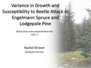 Variance in Growth and
Susceptibility to Beetle Attack in
Engelmann Spruce and
Lodgepole Pine
(these trees were doomed from the
start…)
Rachel Strawn
Graduate Seminar
 