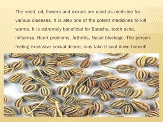 The seed, oil, flowers and extract are used as medicine for
various diseases. It is also one of the potent medicines to kill
worms. It is extremely beneficial for Earache, tooth ache,
Influenza, Heart problems, Arthritis, Nasal blockage. The person
feeling excessive sexual desire, may take it cool down himself.
 
