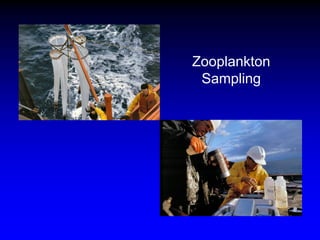 Zooplankton
Sampling
 